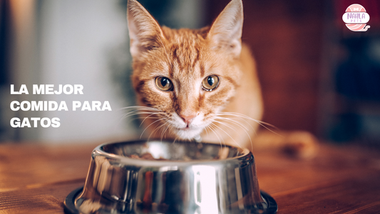 Mejor comida para gatos, según los veterinarios